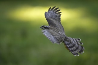 Sperberweibchen; lat. Accipiter nisus; im Jugendkleid im Aufwärtsflug über Waldlichtung
