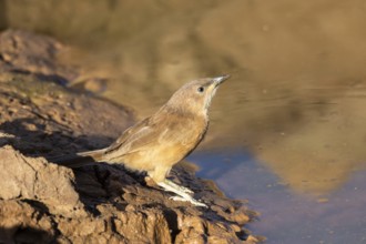 Fulvous Babbler (Turdoides fulva maroccana) at a waterhole, Rgabi, Morocco