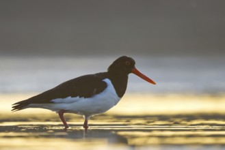Eurasian Oystercatcher (Haematopus ostralegus), North Rhine-Westphalia, Germany