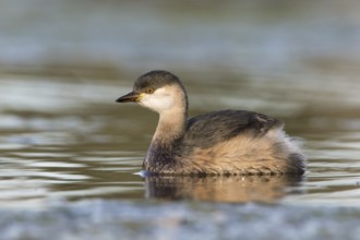 Australasian Grebe (Tachybaptus novaehollandiae), Victoria, Australia