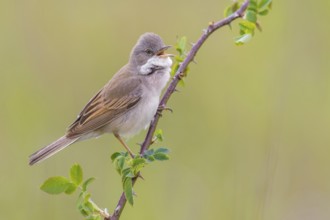 Common Whitethroat (Sylvia communis) male singing, perched on a twig, Poland