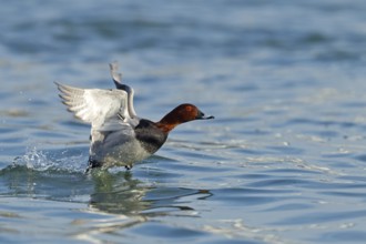 Common Pochard (Aythya ferina) male flying, Baden-Wuerttemberg, Germany