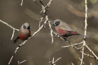 Black-faced Waxbill (Estrilda erythronotos), Otjozondjupa, Namibia