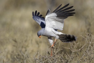 Pale Chanting Goshawk (Melierax canorus), Northern Cape, Kgalagadi Transfrontier Park, South Africa