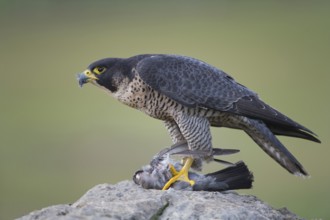 Peregrine Falcon (Falco peregrinus) female, Saxony, Germany