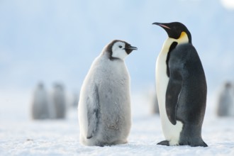 Emperor Penguin (Aptenodytes forsteri) with juvenile, Queen Maud Land, Antarctica