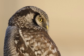 Northern Hawk-Owl (Surnia ulula), Zwolle, Netherlands