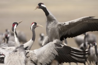 Common Crane (Grus grus), Aragon, Spain