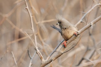 White-backed Mousebird (Colius colius), Namibia