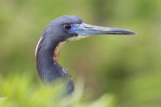 Tricolored Heron (Egretta tricolor), Florida, USA