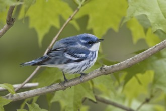 Cerulean Warbler (Setophaga cerulea), Ontario, Canada