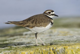 Killdeer (Charadrius vociferus), British Columbia, Canada