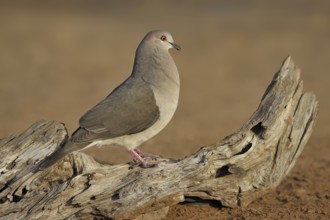 White-tipped Dove (Leptotila verreauxi), Texas, USA
