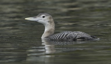 Yellow-billed Loon (Gavia adamsii), British Columbia, Canada