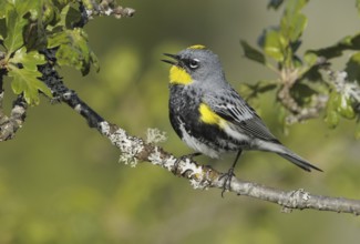 Audubon's Warbler (Setophaga auduboni), British Columbia, Canada