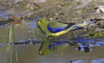 Blue-winged Parrot (Neophema chrysostoma), Victoria, Australia