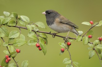 Oregon Junco (Junco hyemalis oreganus), British Columbia, Canada