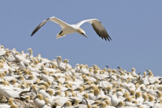 Northern Gannet (Morus bassanus), Quebec, Canada