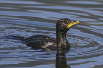 Little Pied Cormorant (Microcarbo melanoleucos), New Zealand