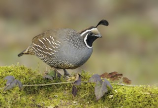 California Quail (Callipepla californica) male, Canada