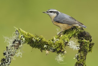 Red-breasted Nuthatch (Sitta canadensis), British Columbia, Canada