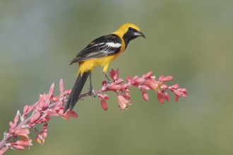 Hooded Oriole (Icterus cucullatus) male perched on a flowering branch, Arizona, USA