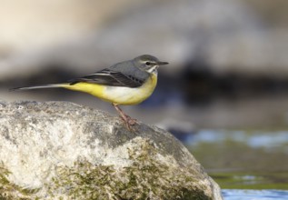 Grey Wagtail (Motacilla cinerea) male, Mecklenburg-Western Pomerania, Germany