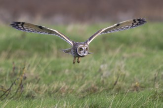 Short-eared Owl (Asio flammeus) flying, Netherlands