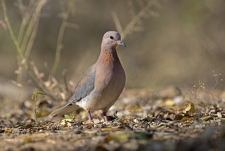 Laughing Dove (Spilopelia senegalensis), South Africa