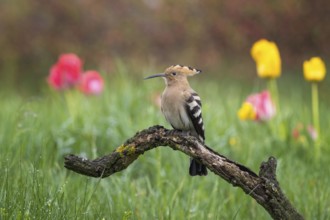 Eurasian Hoopoe (Upupa epops) perched on an old branch in a flowering meadow, Saxony-Anhalt,