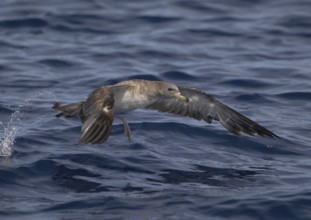 Cory's Shearwater (Calonectris borealis), North Carolina, USA