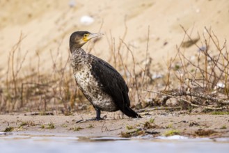Great Cormorant (Phalacrocorax carbo), North Rhine-Westphalia, Germany