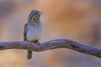 Eurasian Wryneck (Jynx torquilla) perched on a branch, Saxony-Anhalt, Germany