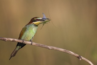 European Bee-eater (Merops apiaster) with an insect in its beak, Saxony-Anhalt, Germany