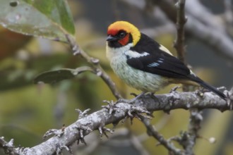 Flame-faced Tanager (Tangara parzudakii), Abra Patricia Protected Area, Peru
