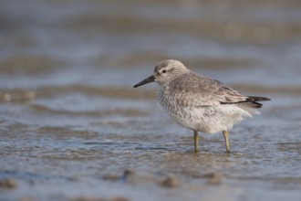 Red Knot (Calidris canutus), Schleswig-Holstein, Germany