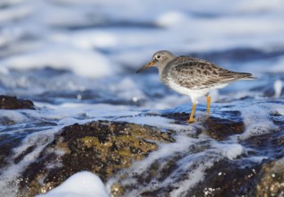 Purple Sandpiper (Calidris maritima), Asturias, Spain