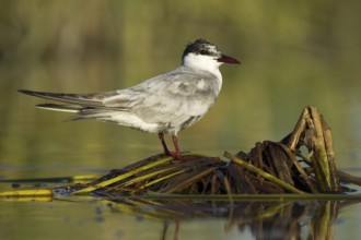Whiskered Tern (Chlidonias hybrida), Seville, Spain