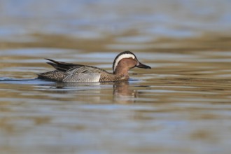 Garganey (Spatula querquedula) male, Aargau, Switzerland