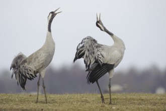 Common Crane (Grus grus) coutinh, Vaestergoetland, Sweden