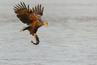 White-tailed Eagle (Haliaeetus albicilla) flying, Nord-Trondelag, Norway