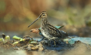 African Snipe (Gallinago nigripennis), Zimbabwe