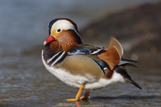 Mandarin Duck (Aix galericulata) male, Baden-Wuerttemberg, Germany
