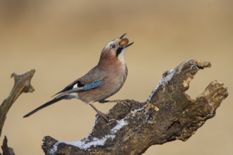 Eurasian Jay (Garrulus glandarius), Carinthia, Austria