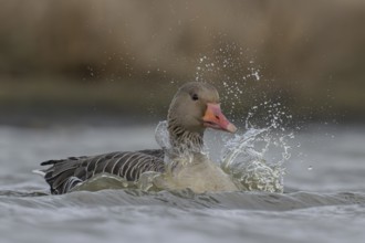 Greylag Goose (Anser anser), Schleswig-Holstein, Germany