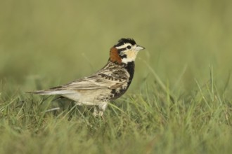 Chestnut-collared Longspur (Calcarius ornatus), Montana, USA