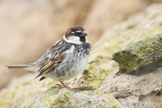 Spanish Sparrow (Passer hispaniolensis) male, Sardinia, Italy