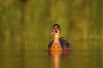 Mallard (Anas platyrhynchos) female, North Rhine-Westphalia, Germany