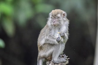 Javanese monkey (Macaca fascicularis), Kota Kinabatangan, Sabah, Malaysia