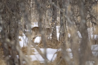 Hokkaido sika deer (Cervus nippon yesoensis), in the forest, in the snow, Tsurui, Akan district,